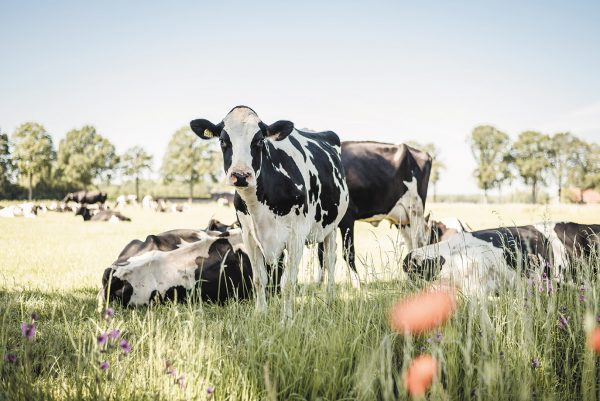 Koeienkaart koe in weiland met klaprozen
