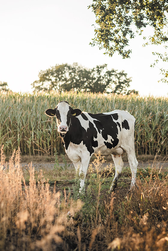 Koeienkaart koe voor mais bij zonsondergang
